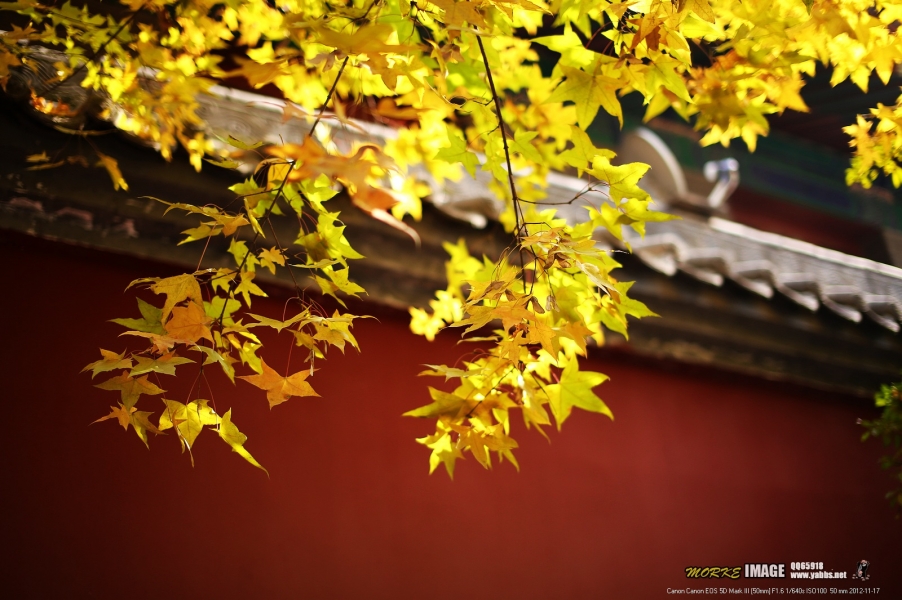 1G8A5833a.jpg