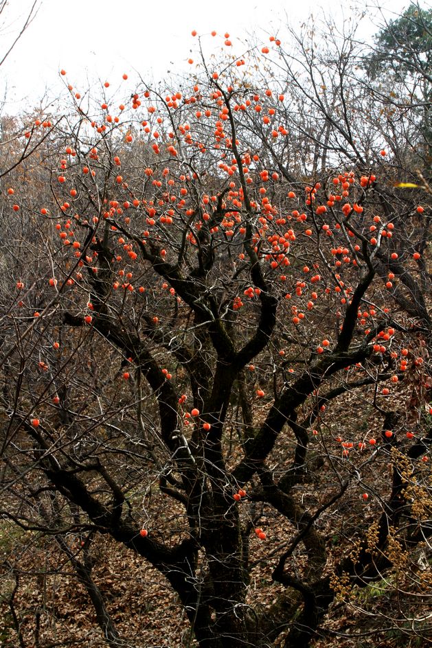 秦岭山水 021.jpg