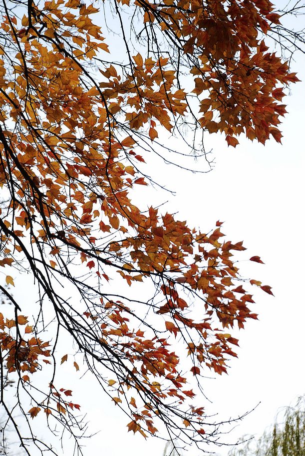 DSC_0197.JPG