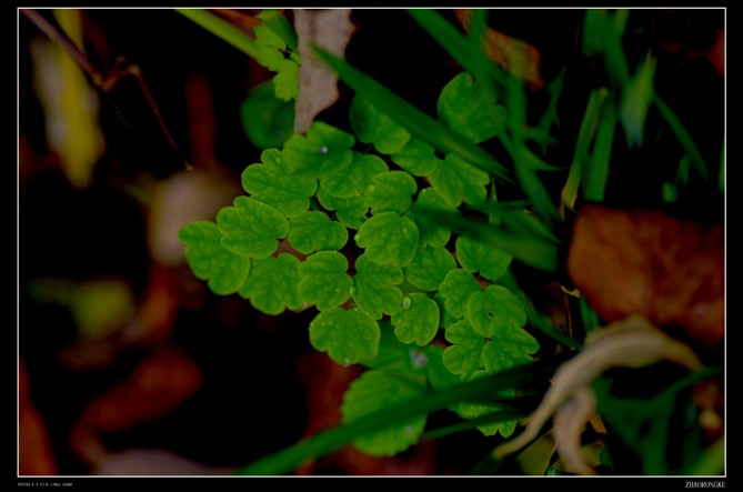 NICADSQ66PCANMBGLICAR7XF0FCA4NGC7FCA45II6KCAOI6FUDCAWWDI0TCA6FIWC0CAE1FIX7CA9PHO.jpg