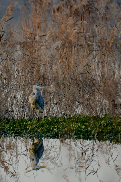 DSC_1319.jpg