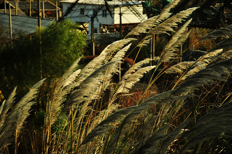 DSC_8489.jpg