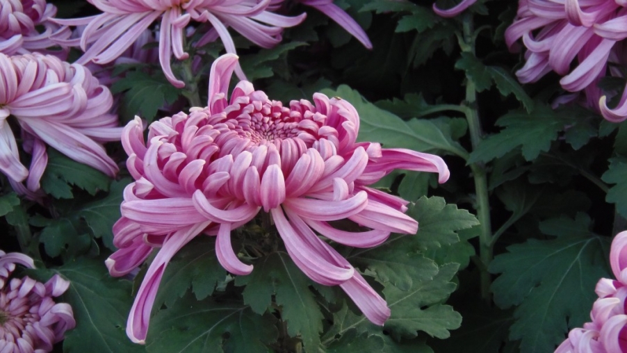 conew_pa310460.jpg