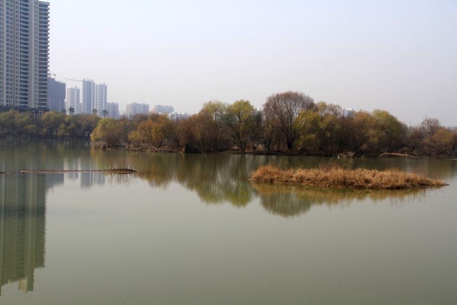 浐灞秋景 514.jpg