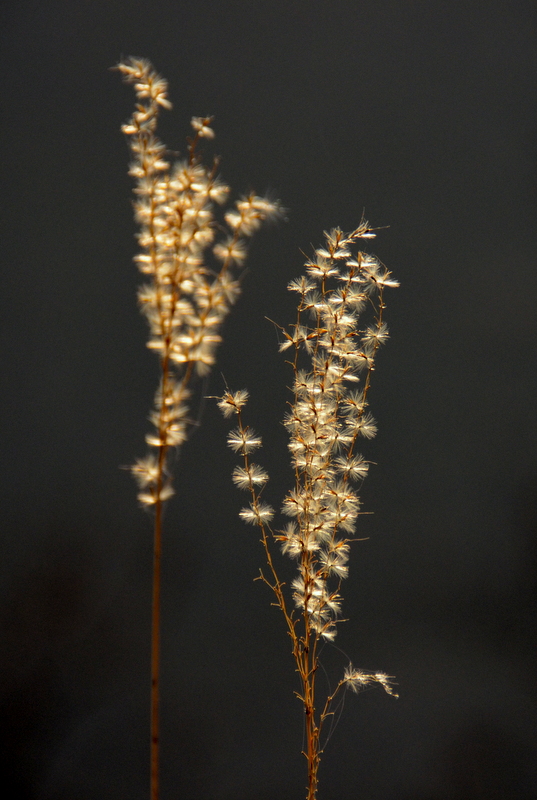 DSC_1700.jpg