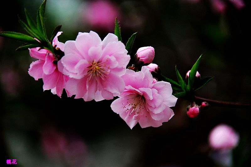 0SC_9100.jpg