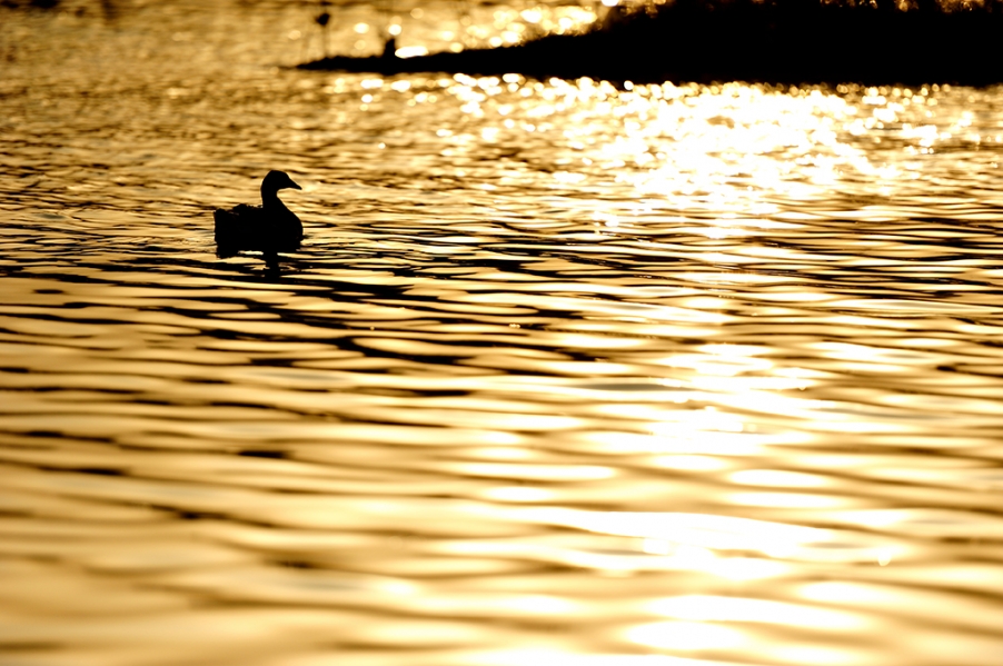 DSC_2609.jpg