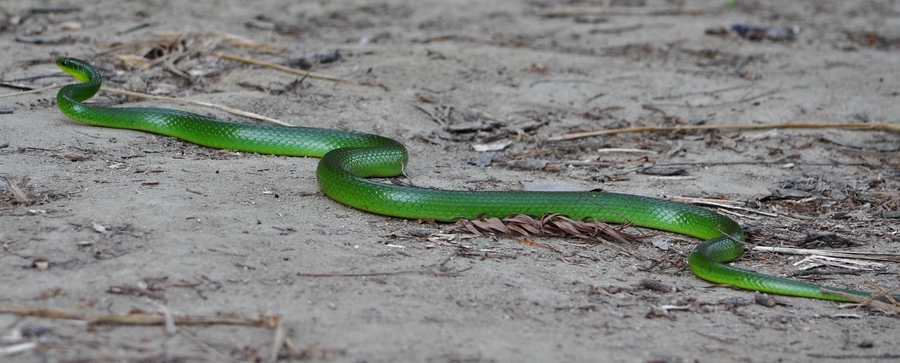 DSC_0165.jpg