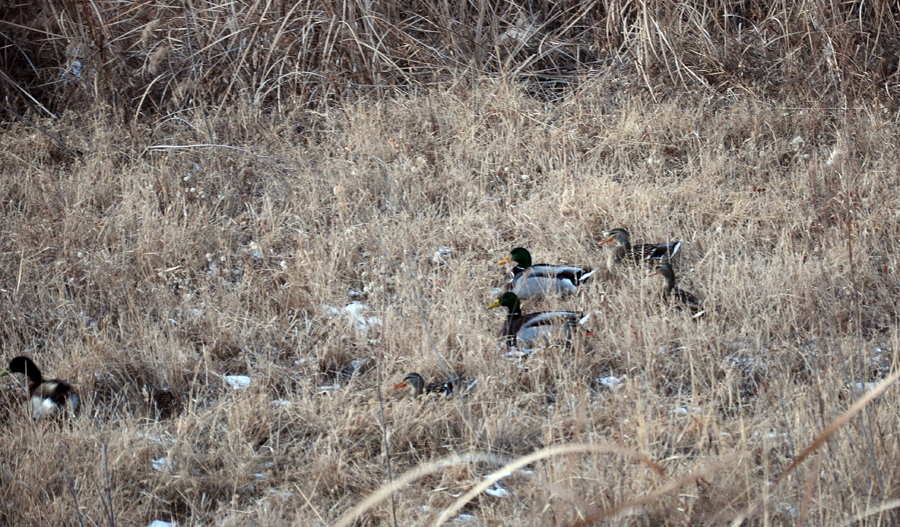 DSC_0210.JPG