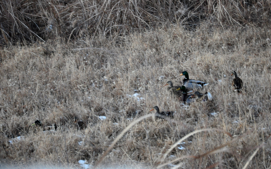 DSC_0214.JPG
