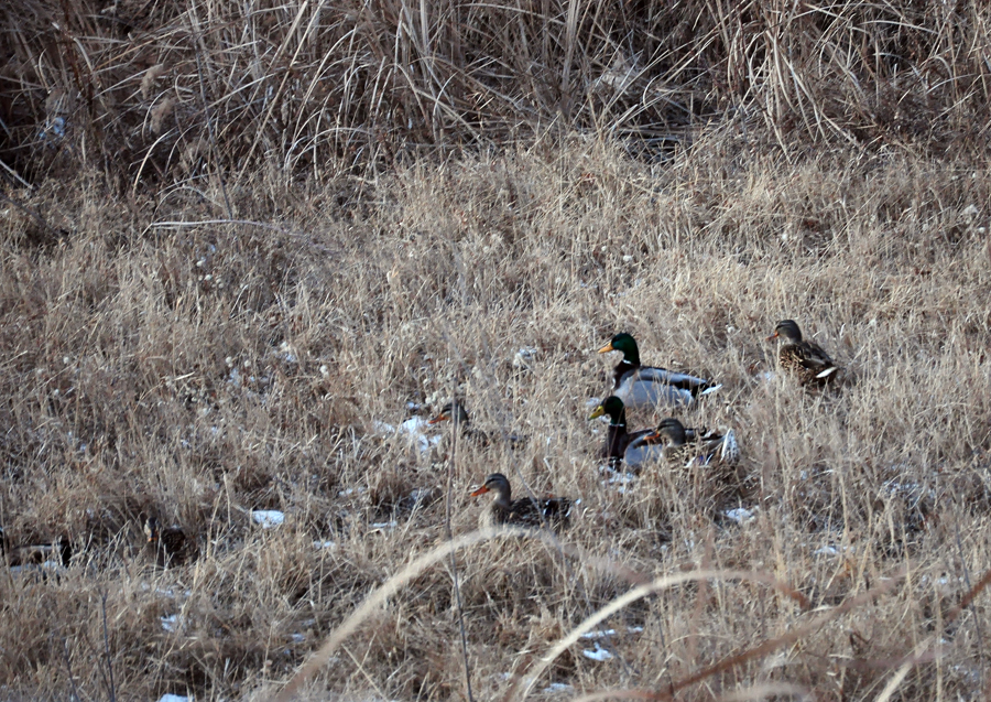 DSC_0215.JPG