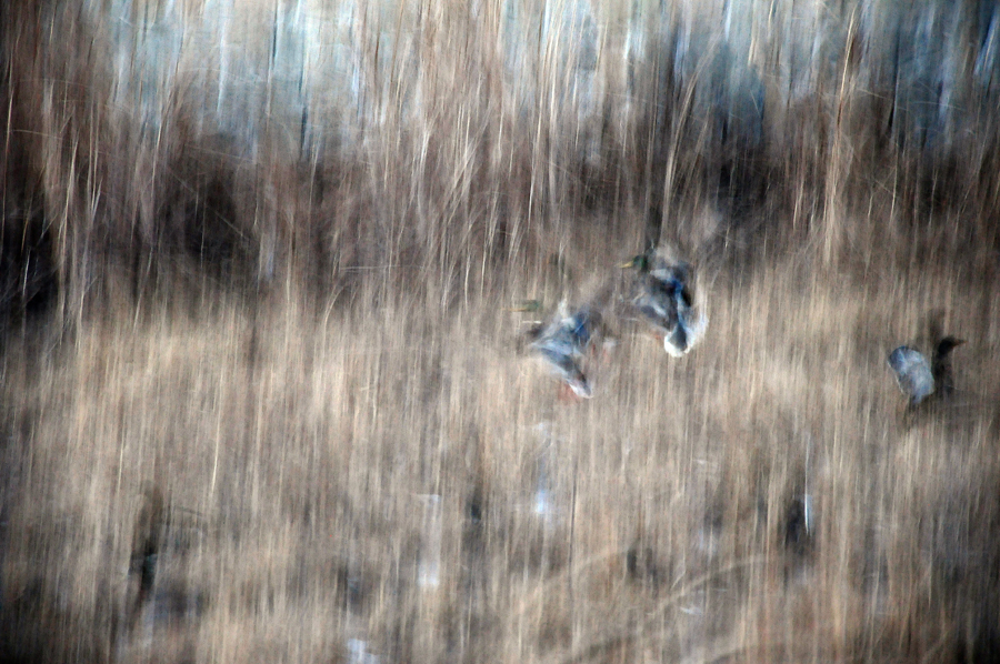 DSC_0218.JPG