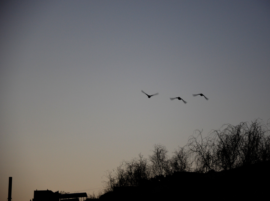 DSC_0230.JPG