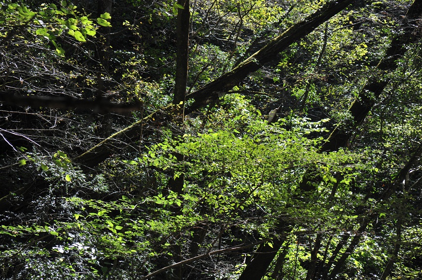 DSC_1305.JPG