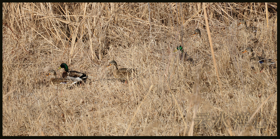 DSC_0220.JPG