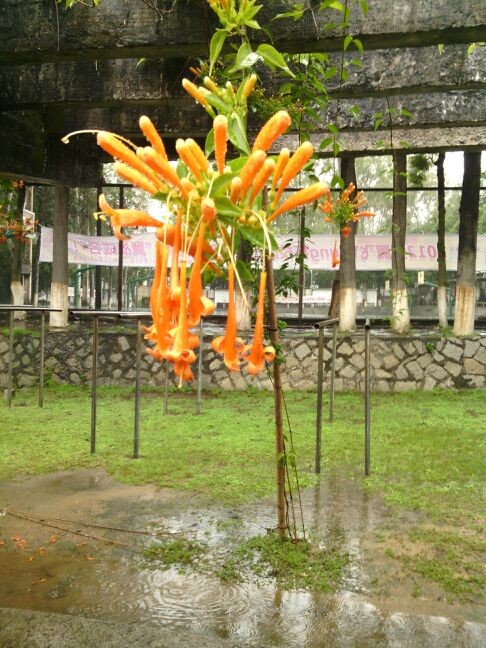 雨中的花
