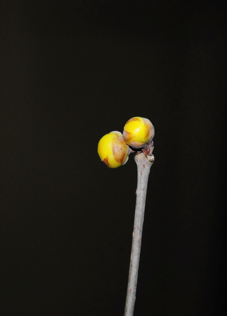 DSC_5998x.jpg