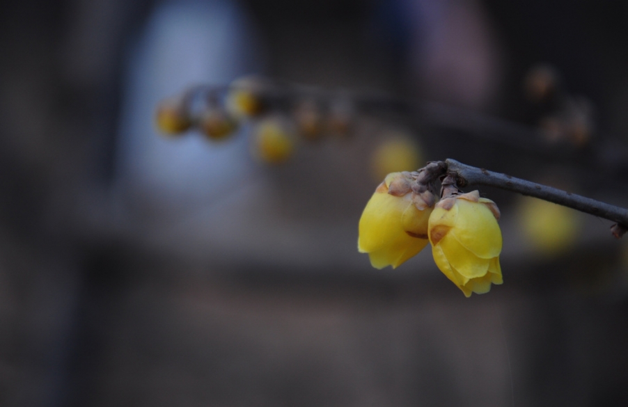 DSC_5837x.jpg