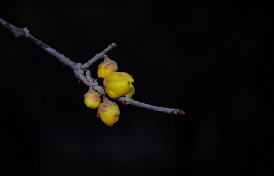 DSC_5925x.jpg
