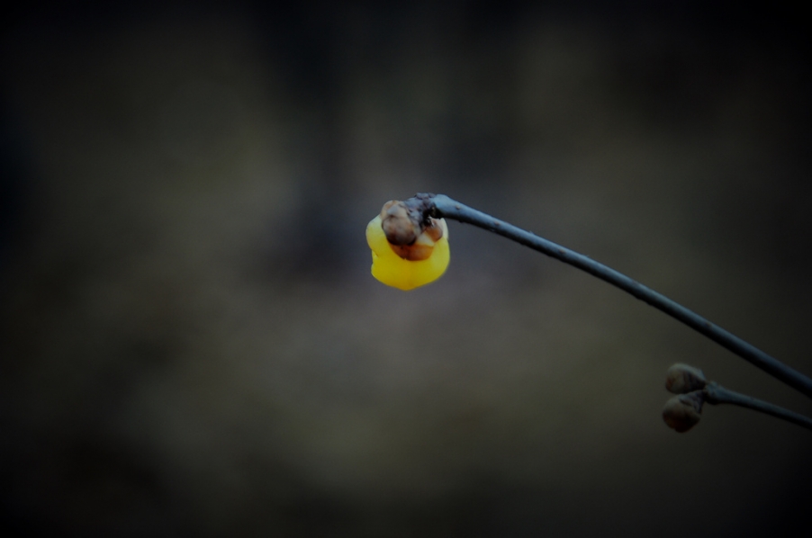 DSC_5935x.jpg