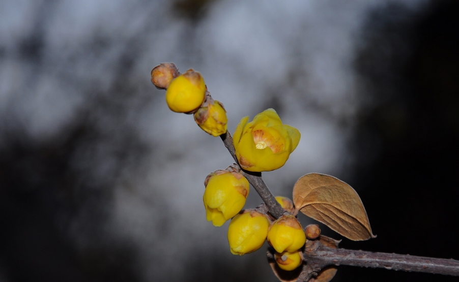 DSC_5946x.jpg