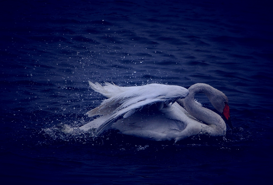 DSC_0612x.jpg