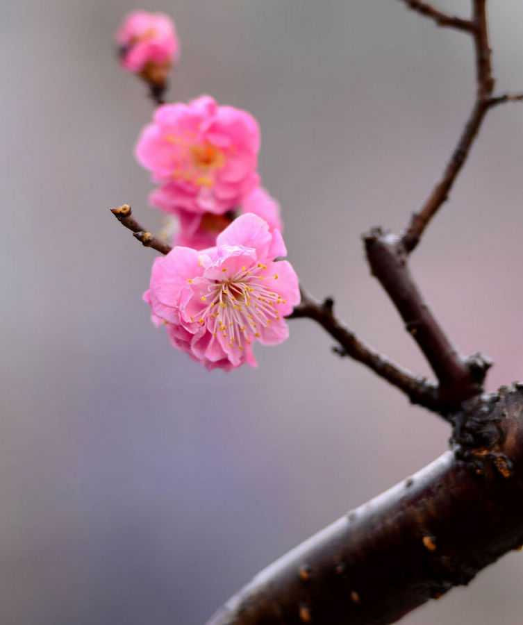 nEO_IMG_梅花12.jpg
