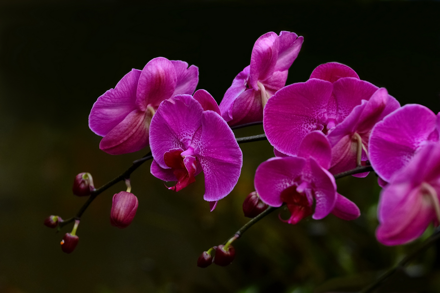 DSC_2951.jpg