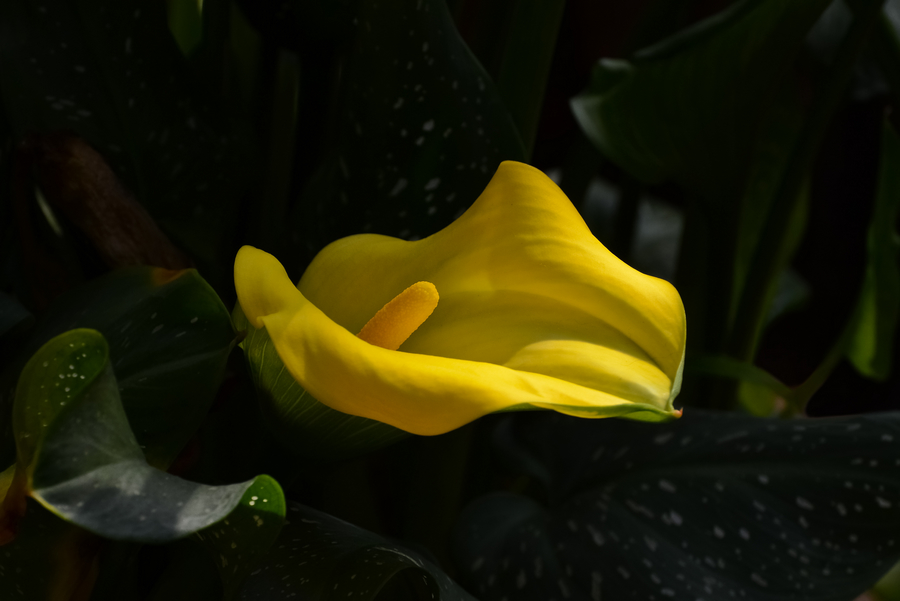 DSC_3866.jpg