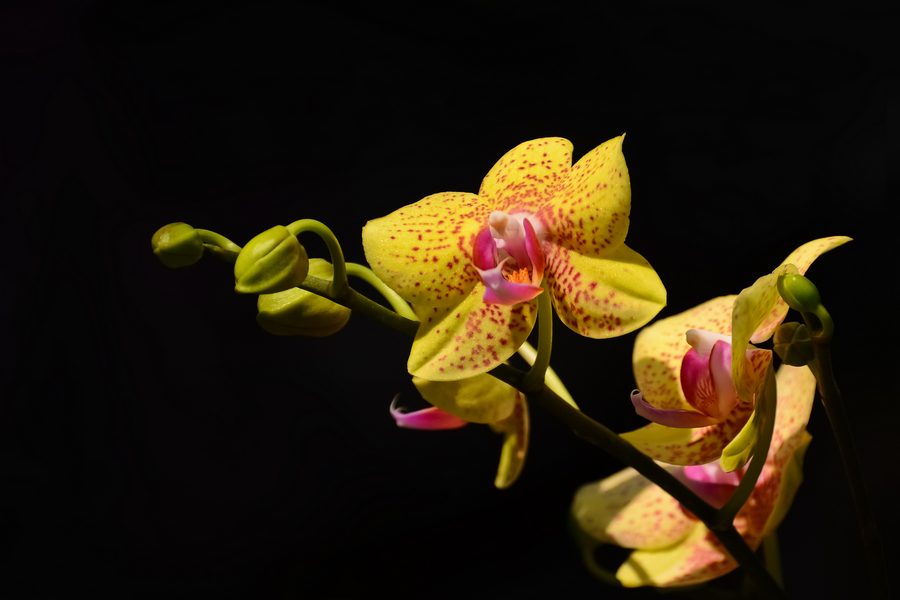 DSC_5191.jpg