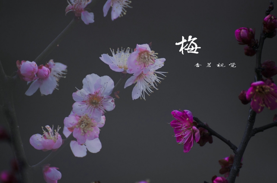 20130222-DSC_1025_副本.jpg