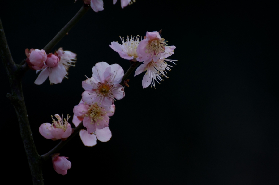 20130222-DSC_1024.jpg