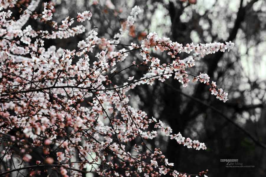 花010.jpg