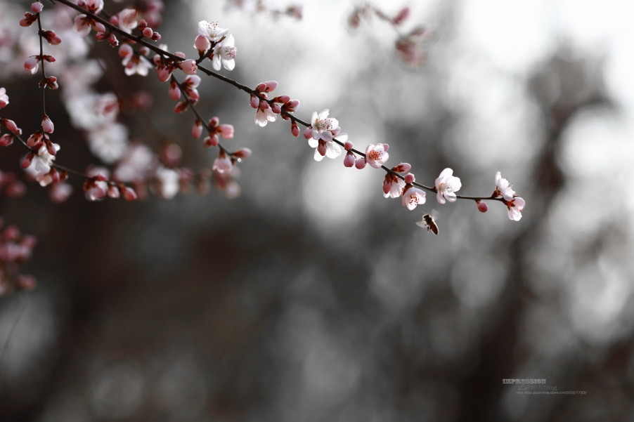 花014.jpg