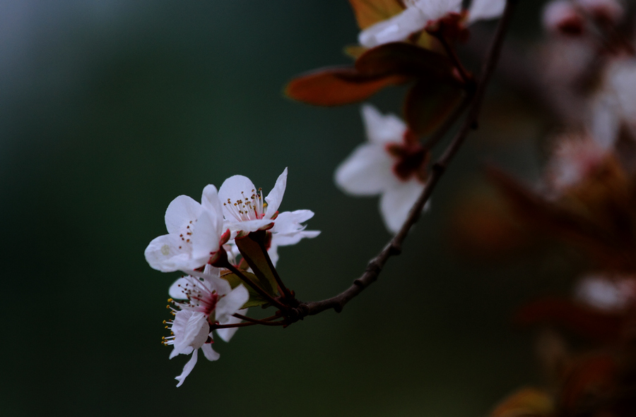 花11.JPG