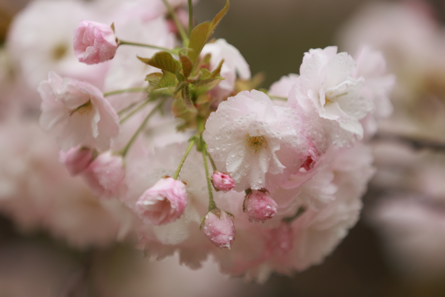 樱花0006.JPG