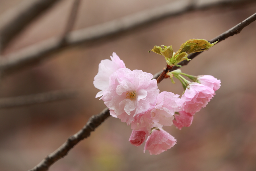 樱花0009.JPG