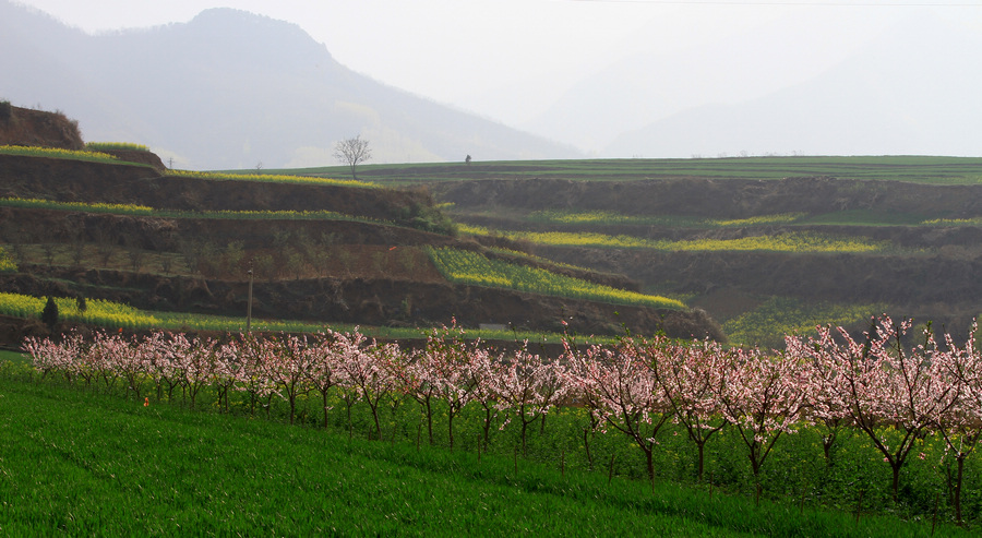 杨庄桃花 088.jpg