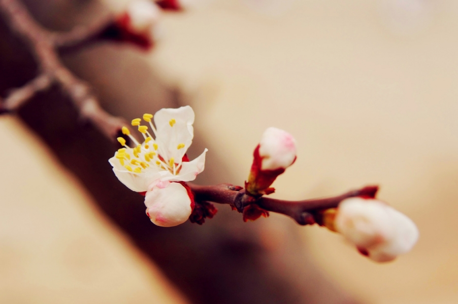 桃花.jpg