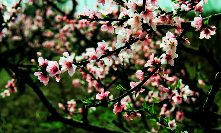 IMG_8162_HZP.jpg