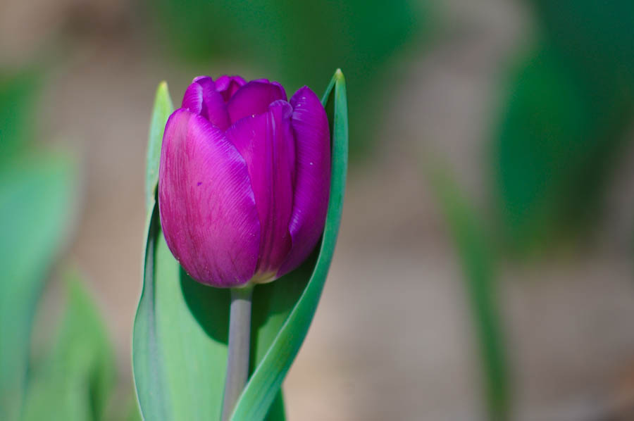 DSC_1005.jpg