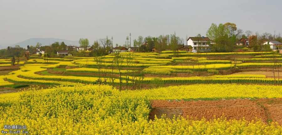 汉中油菜花 (9).jpg