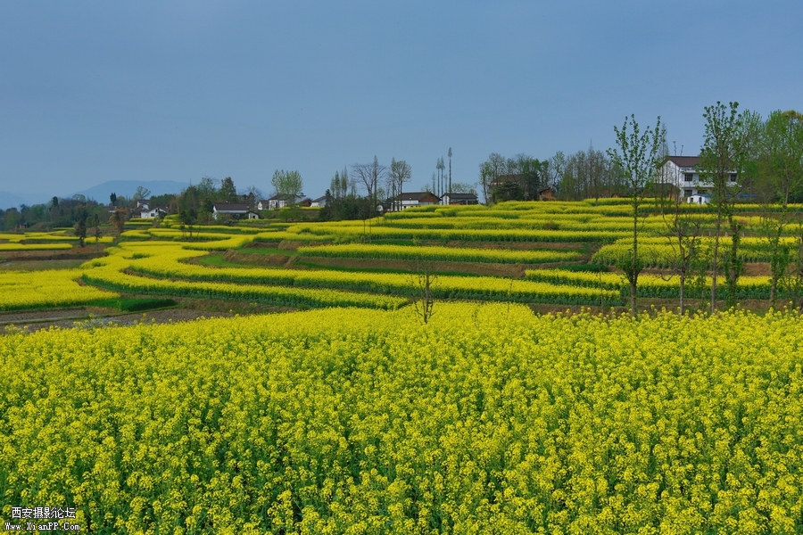 汉中油菜花 (13).jpg