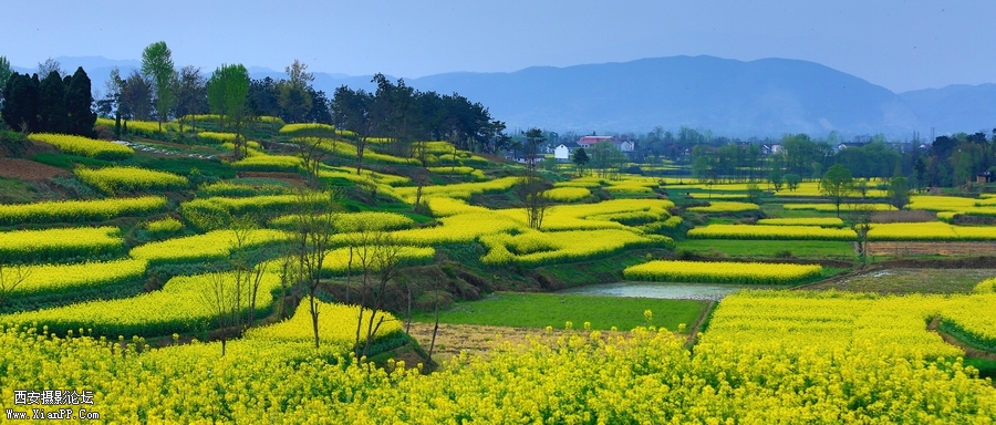 汉中油菜花 (21).jpg