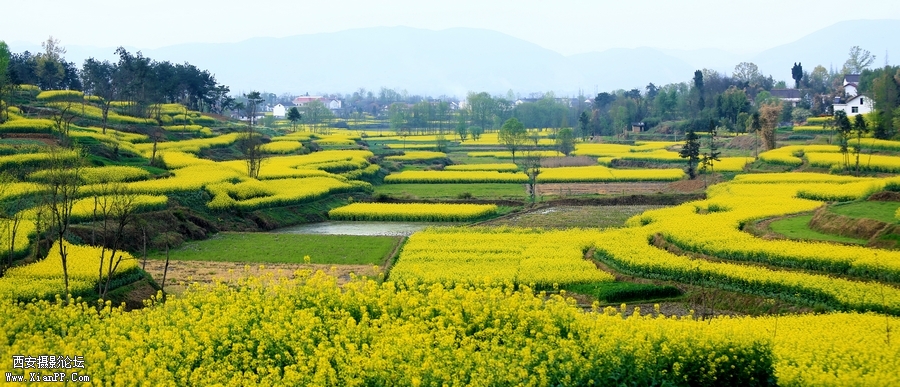 汉中油菜花 (25).jpg