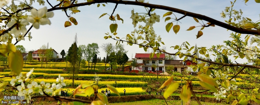 汉中油菜花 (2).jpg