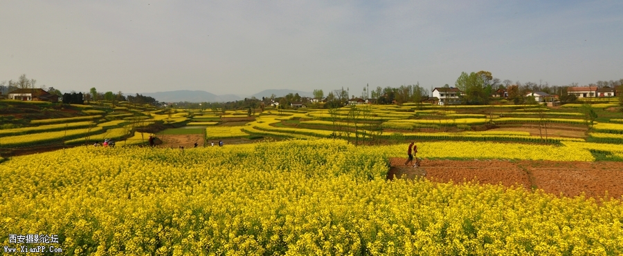 汉中油菜花 (8).jpg