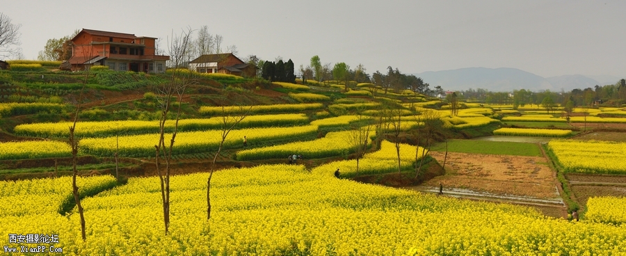 汉中油菜花 (11).jpg