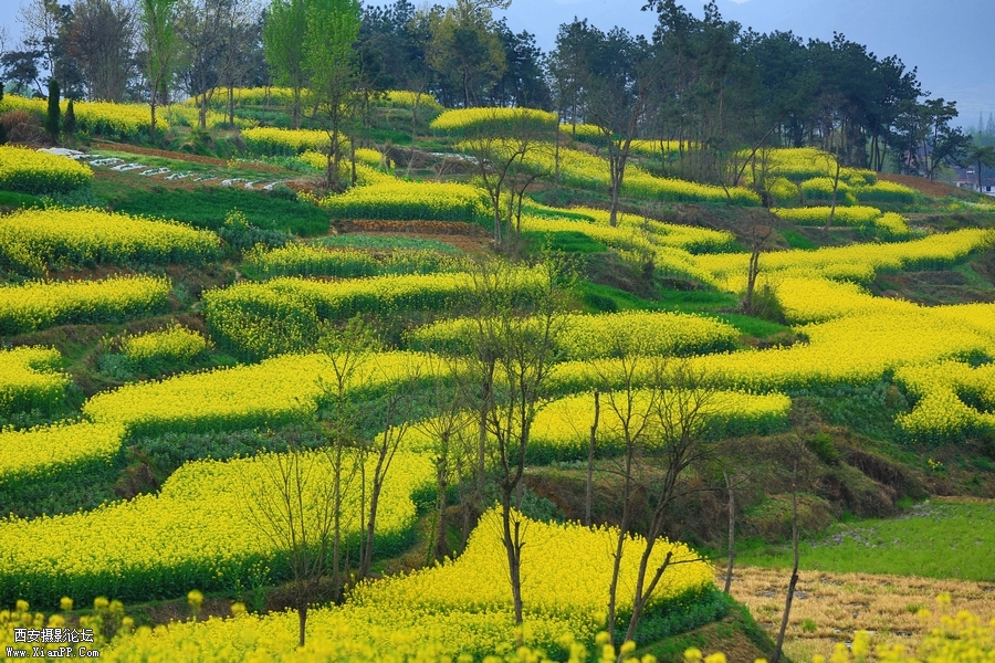 汉中油菜花 (22).jpg