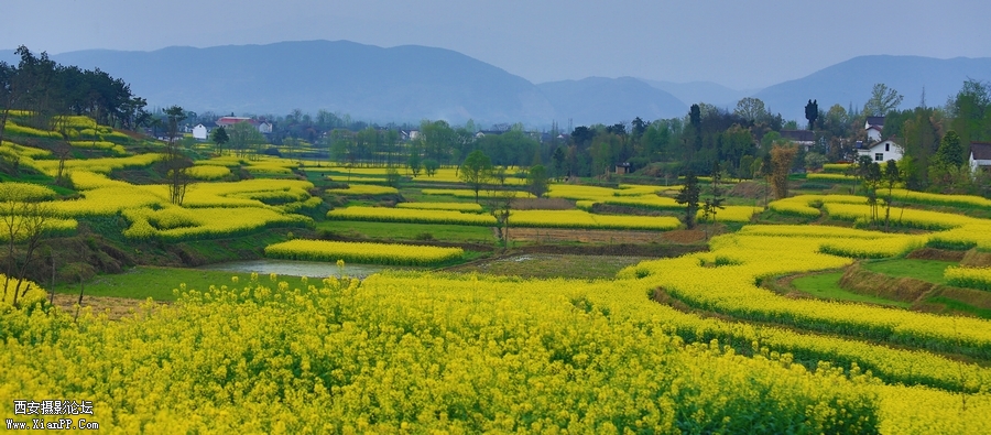 汉中油菜花 (23).jpg